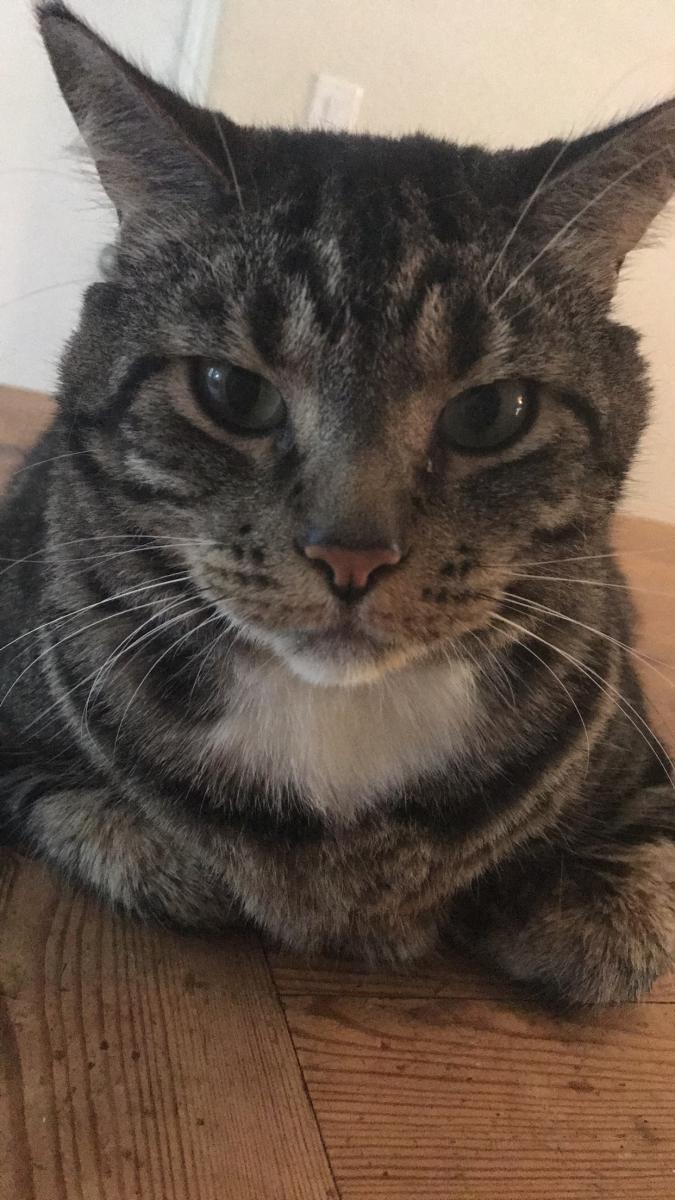Image of Kingsley, Lost Cat