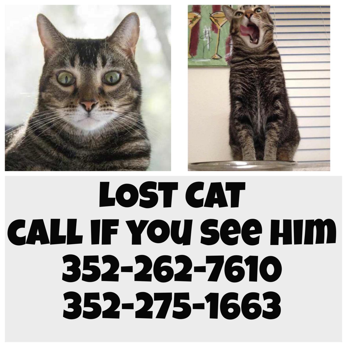 Image of Jimi, Lost Cat