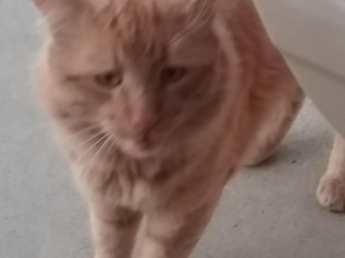 Image of Zeus, Lost Cat