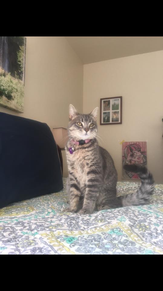 Image of Lucy or Lulu Kitty, Lost Cat
