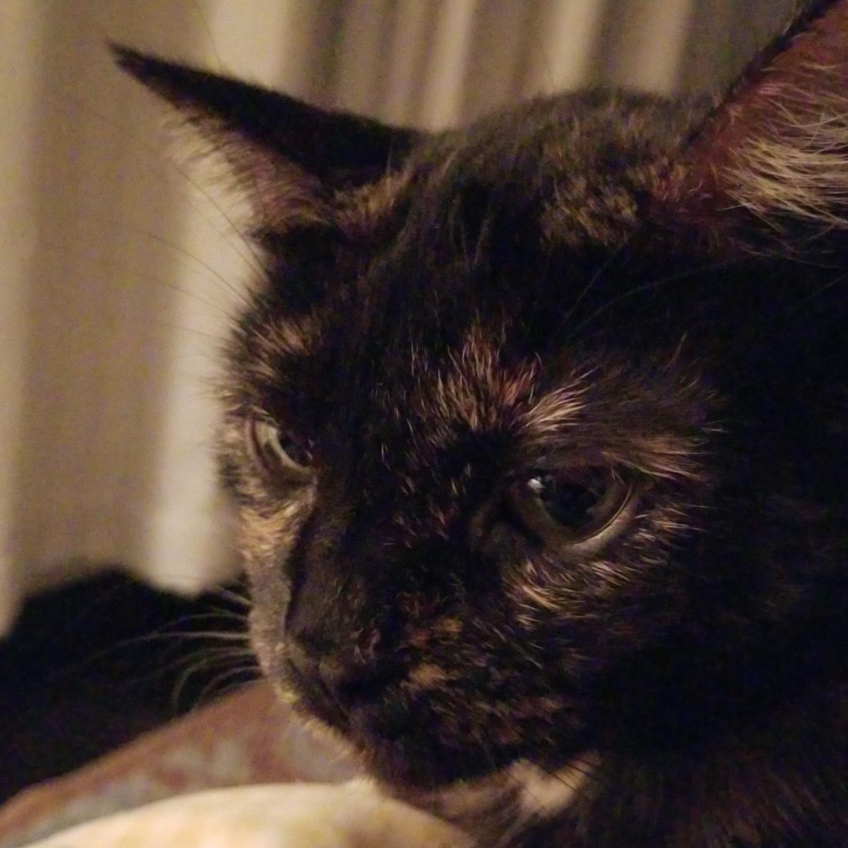 Image of Zedd, Lost Cat