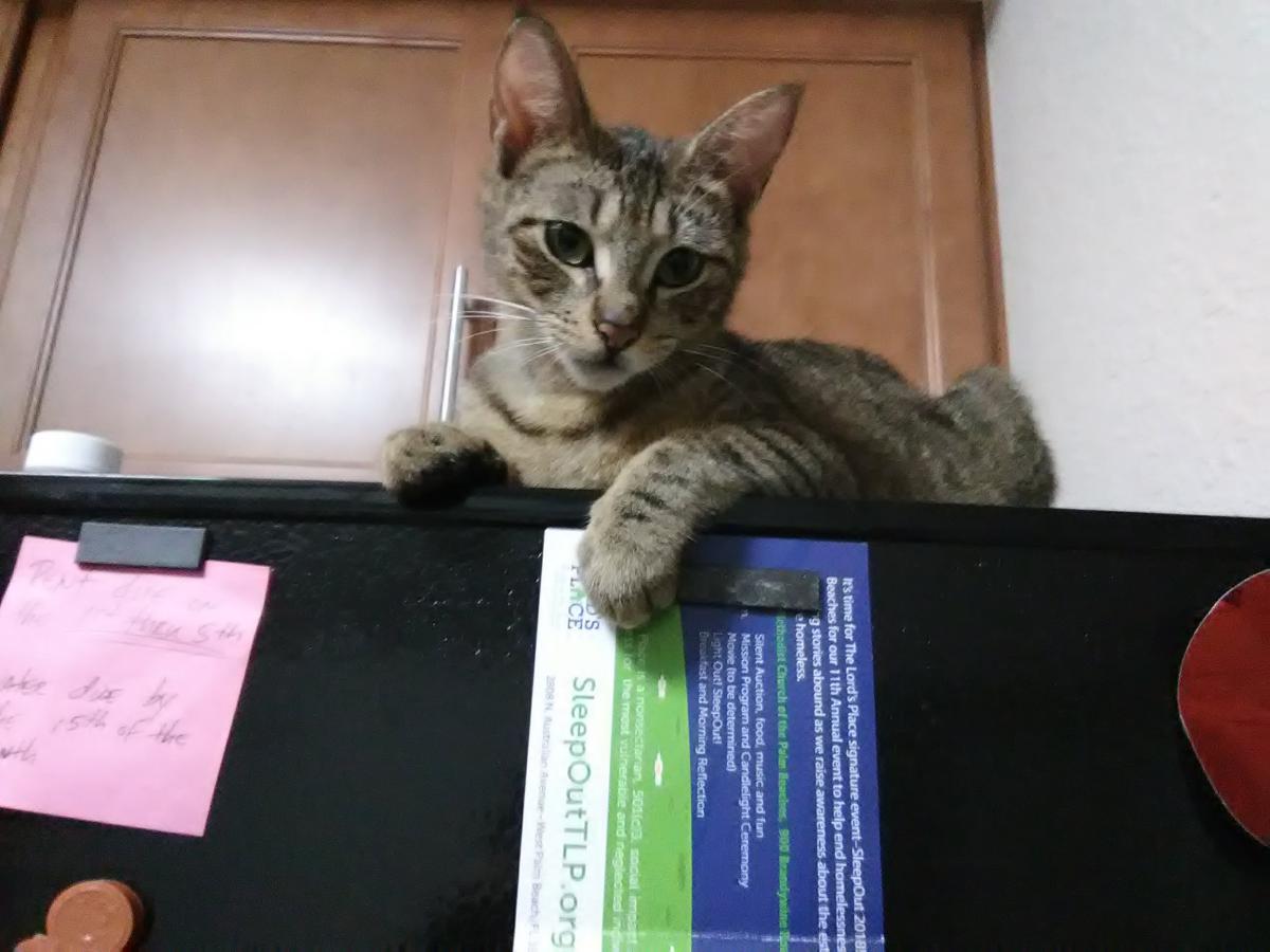 Image of Creetchy, Lost Cat