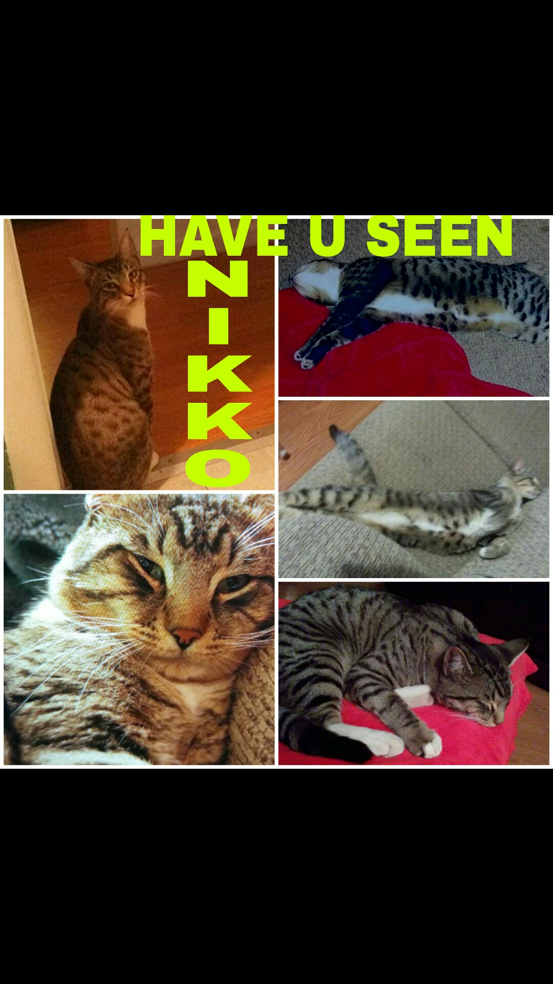 Image of Nikko, Lost Cat
