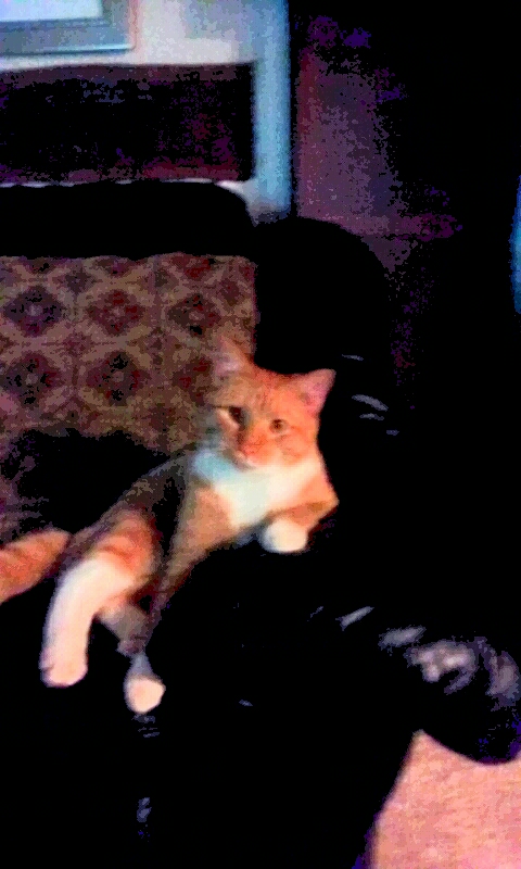 Image of Owen, Lost Cat