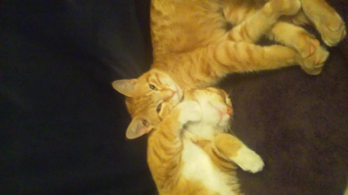 Image of Mango and Mama, Lost Cat