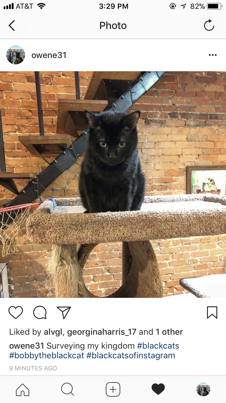 Image of Bobby, Lost Cat