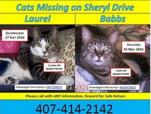 Image of Laurel and Babbs, Lost Cat