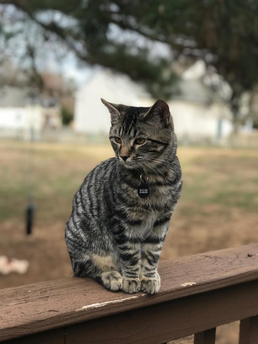 Image of Chubbs, Lost Cat