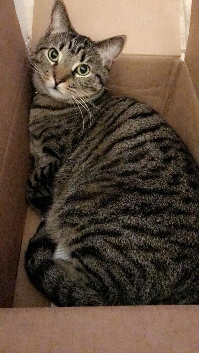 Image of Stanley Truffa, Lost Cat
