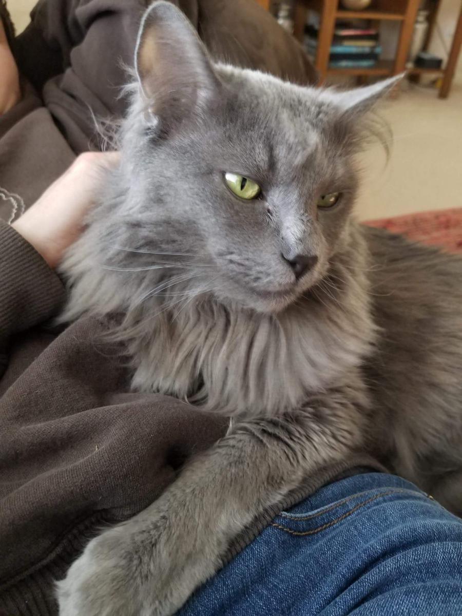 Image of Sid, Lost Cat