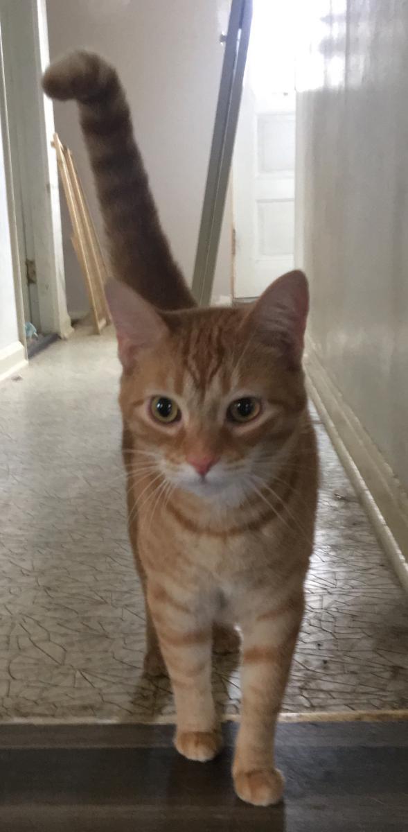 Image of Ziggy, Lost Cat
