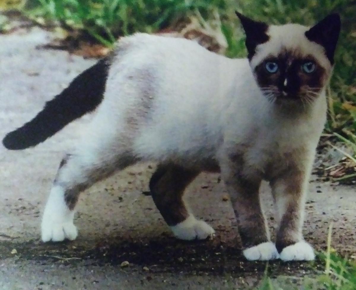 Image of Cyra, Lost Cat