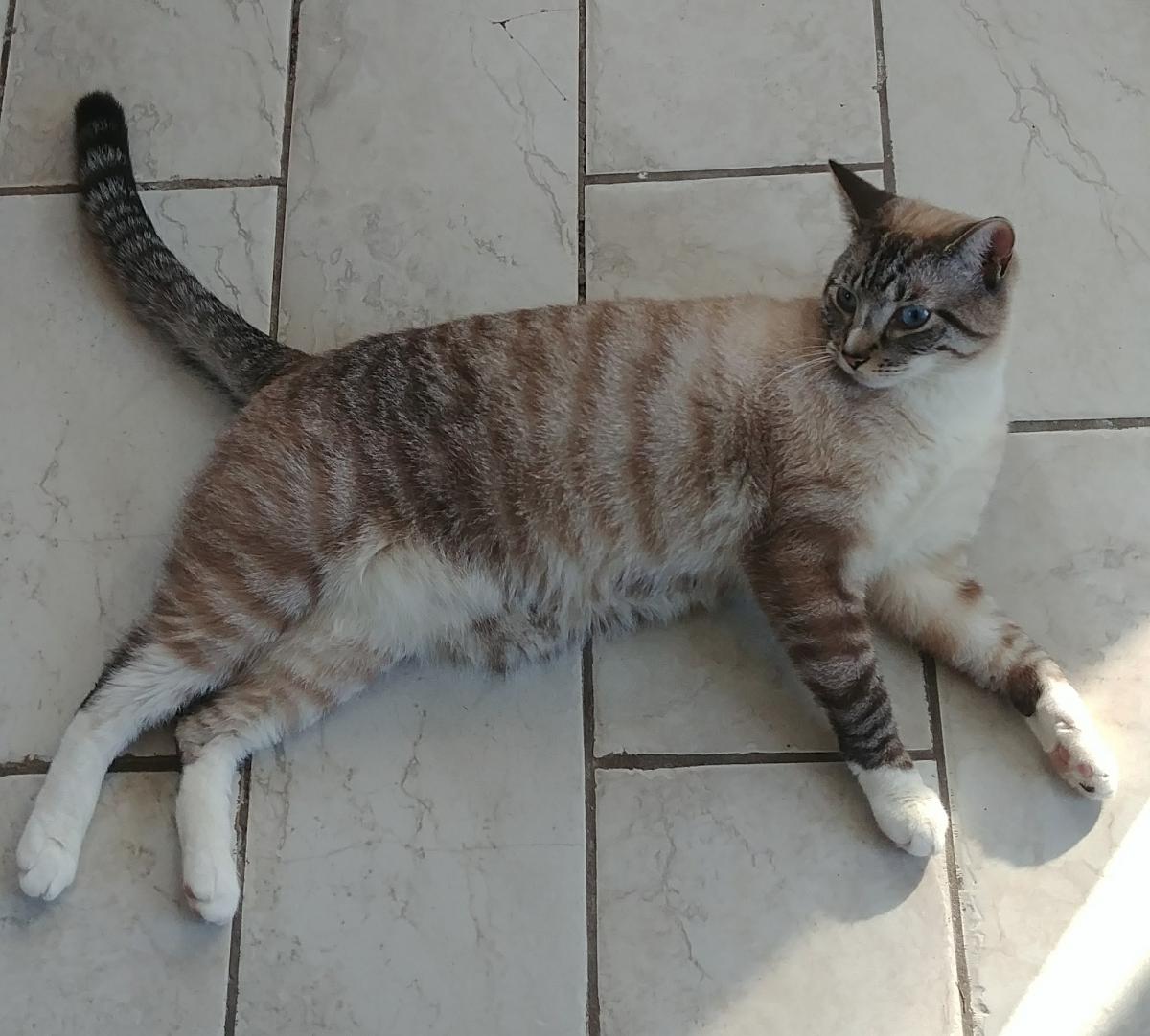 Image of Sokkah, Lost Cat
