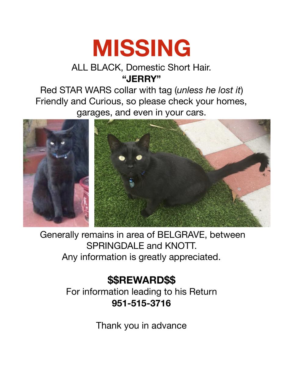 Image of Jerry, Lost Cat