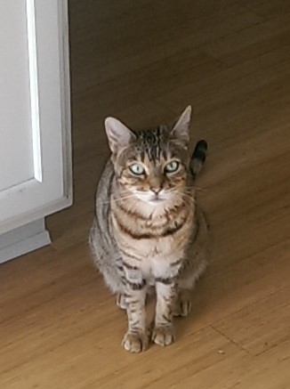 Image of Mercedes, Lost Cat