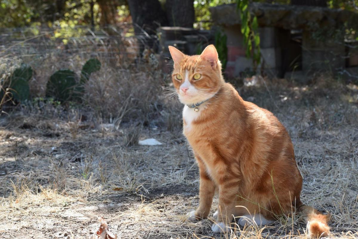 Image of Pikah, Lost Cat