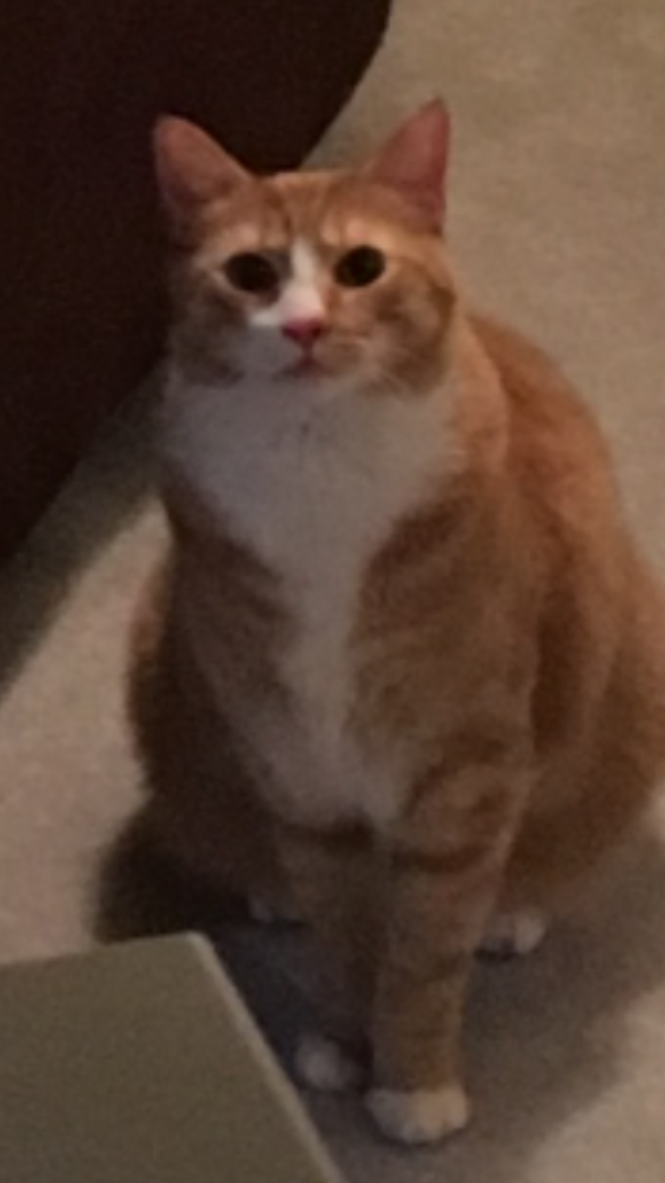 Image of Meepo, Lost Cat