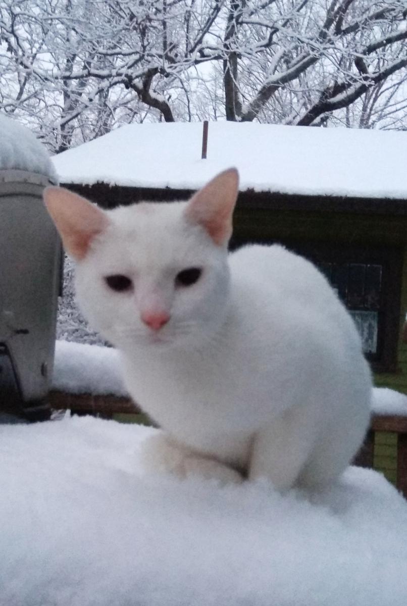 Image of Winter, Lost Cat