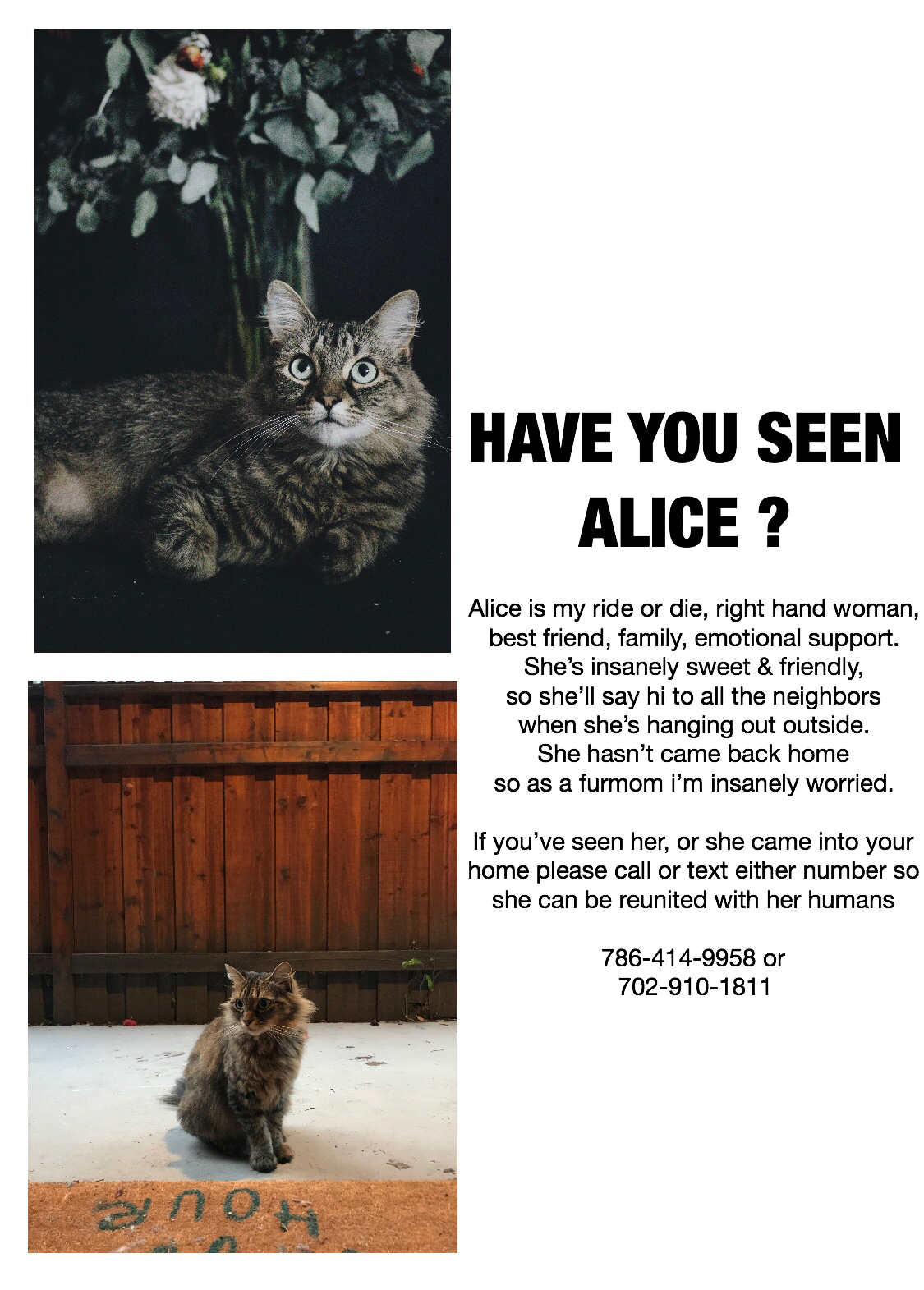 Image of Alice, Lost Cat