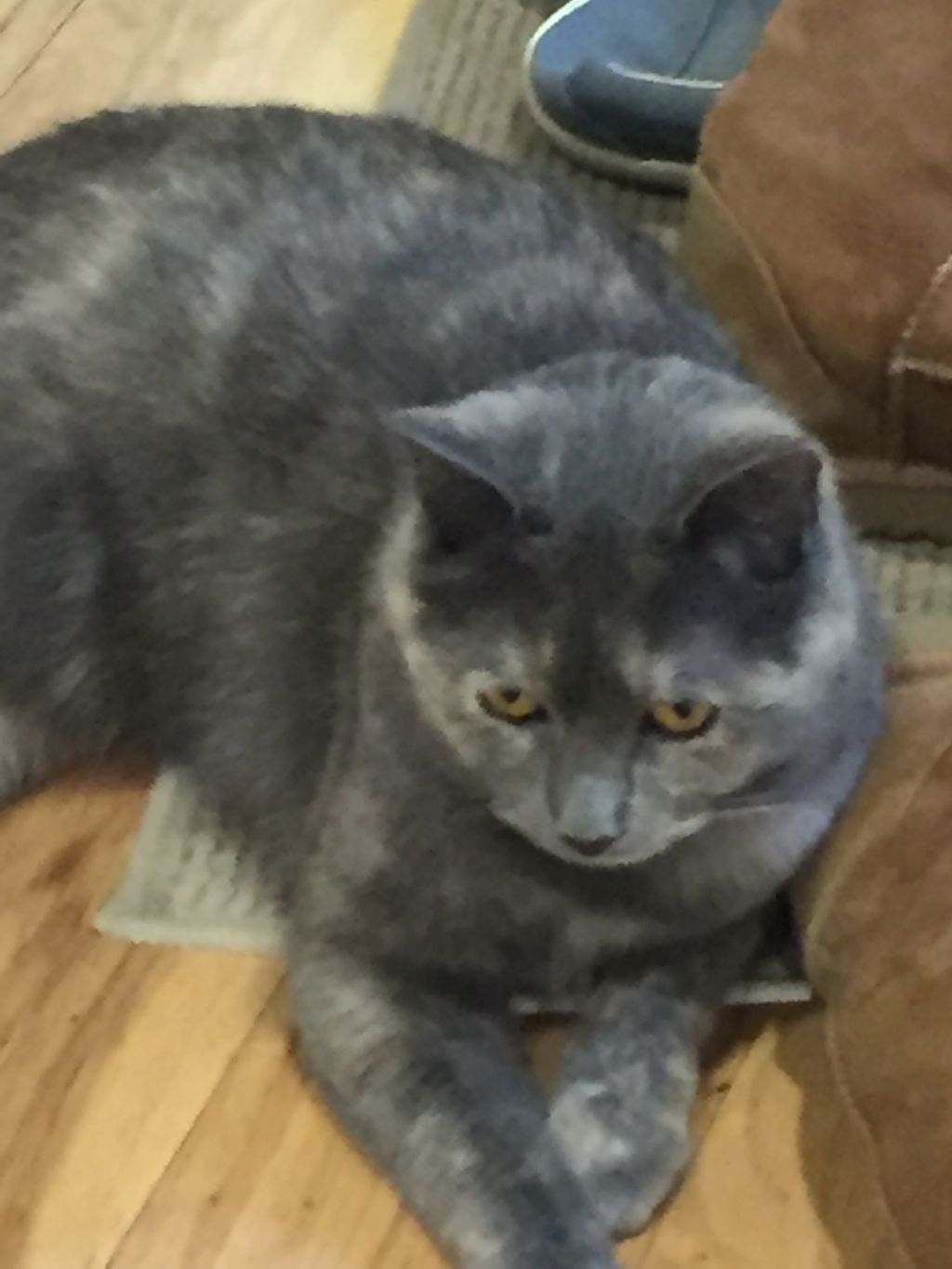 Image of Maggie May, Lost Cat