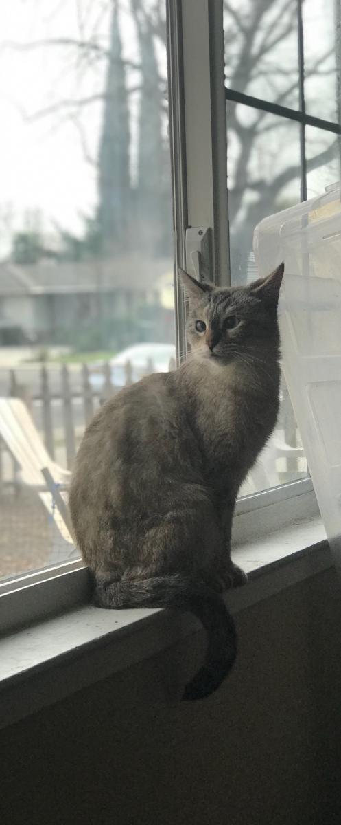 Image of Sapphire, Lost Cat