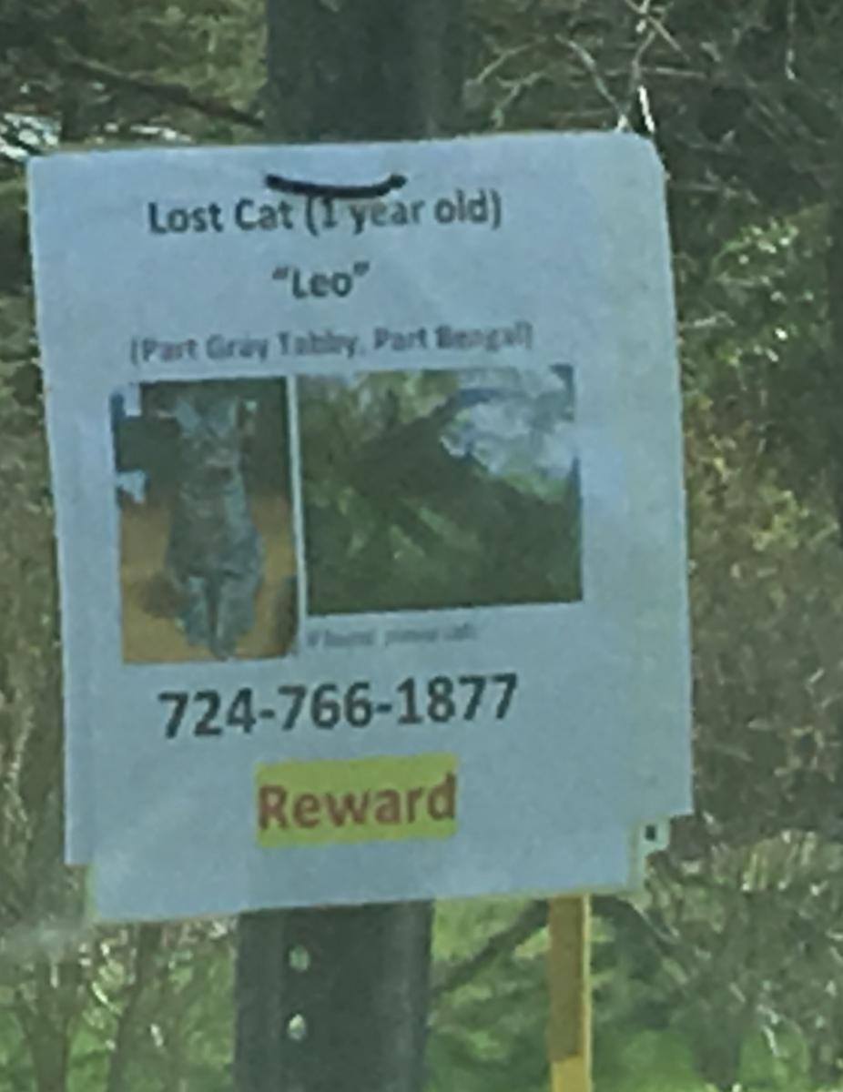 Image of Leo, Lost Cat