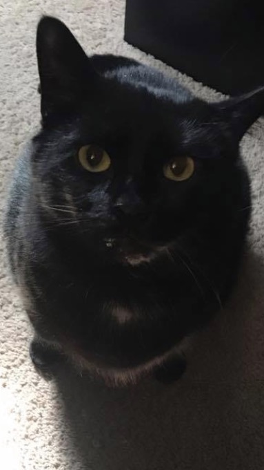 Image of Bacon, Lost Cat