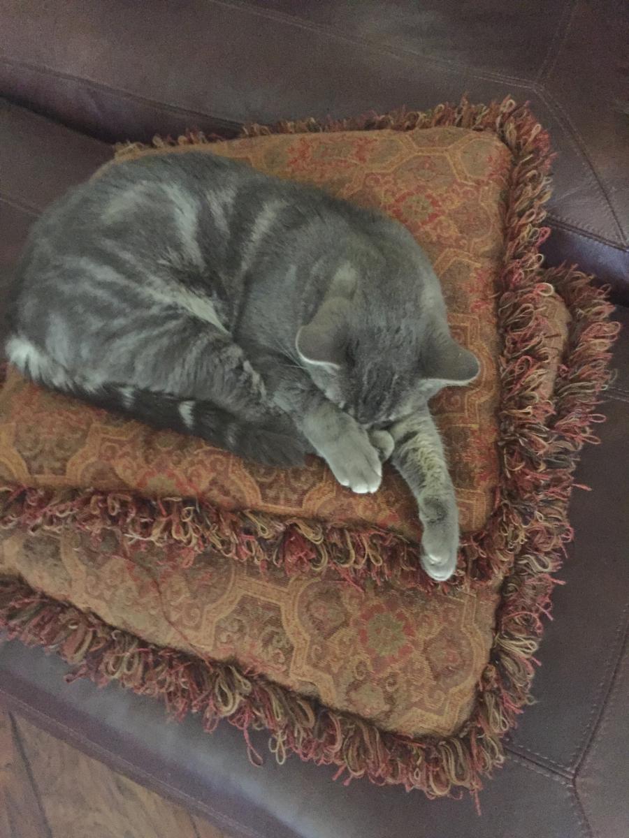 Image of Rajah- gray tabby, Lost Cat