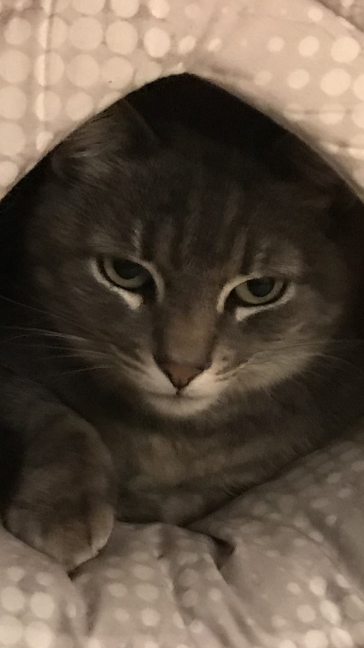 Image of Rajah- gray tabby, Lost Cat
