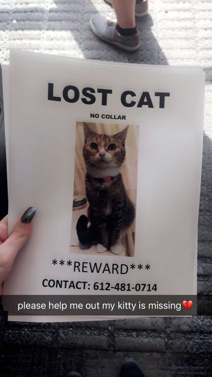 Image of Kitty Biddy, Lost Cat