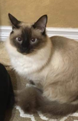 Image of Chelsea / Baby, Lost Cat