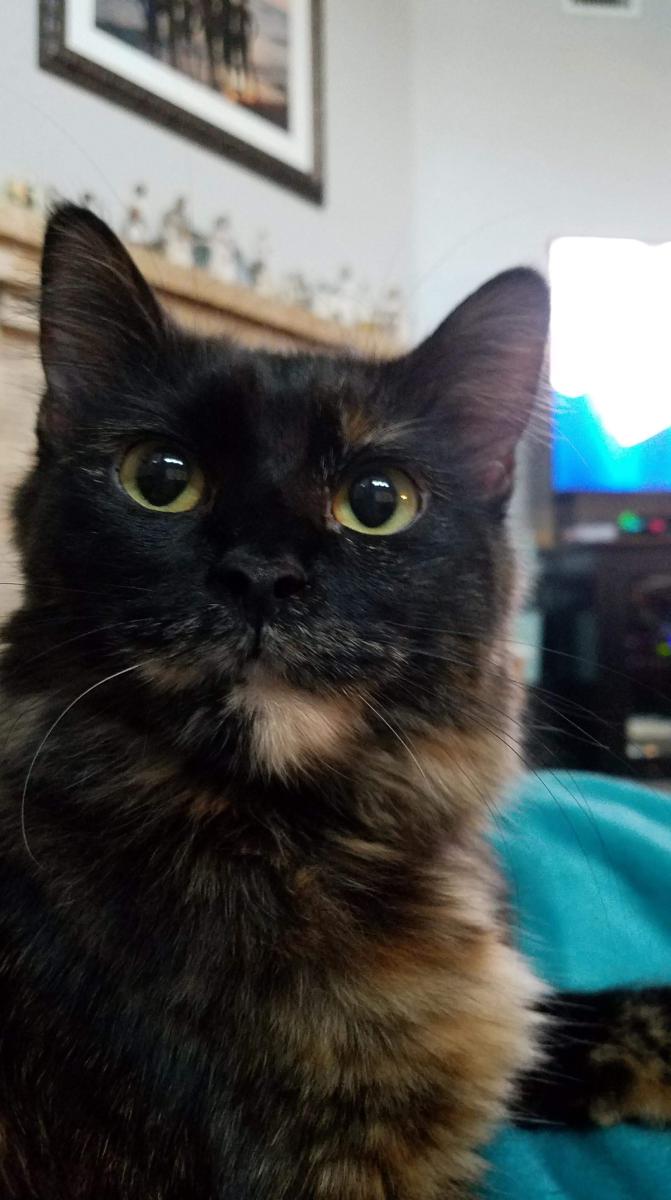 Image of Mina, Lost Cat