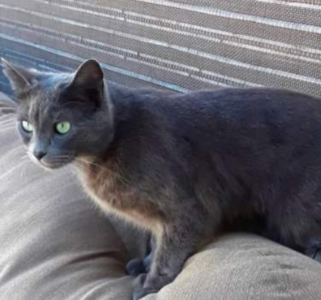 Image of Storm Pickles, Lost Cat