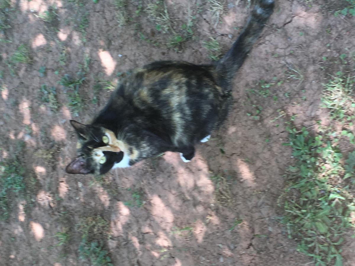 Image of Lizzy, Lost Cat