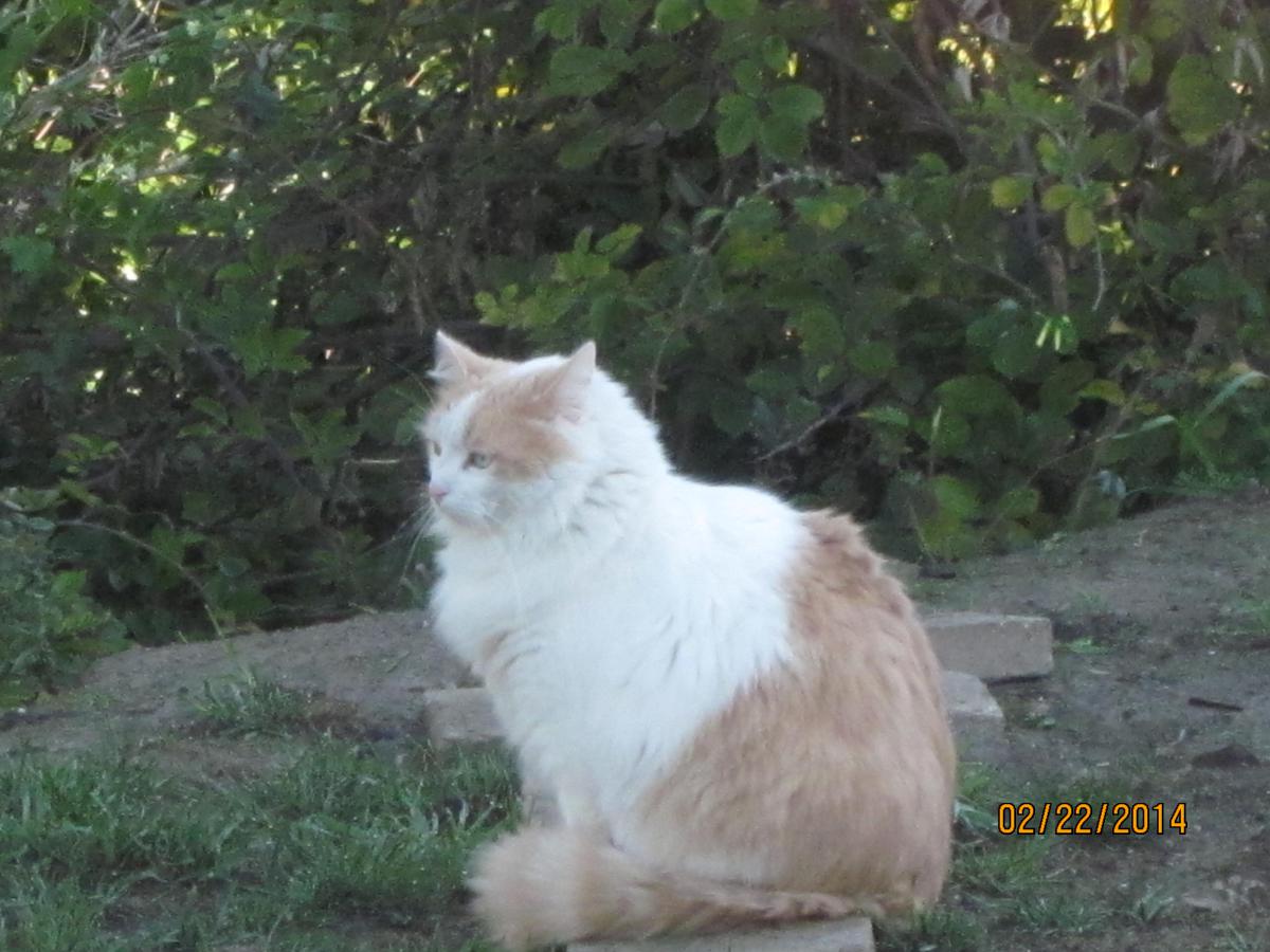 Image of Scotty, Lost Cat