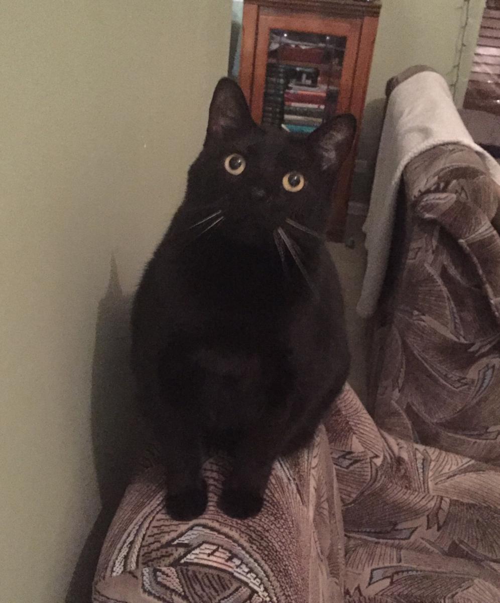 Image of Jacob, Lost Cat