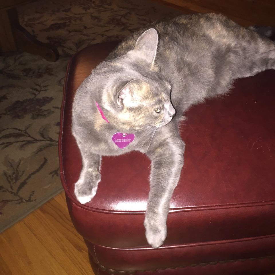 Image of Penny or Miss Penny, Lost Cat