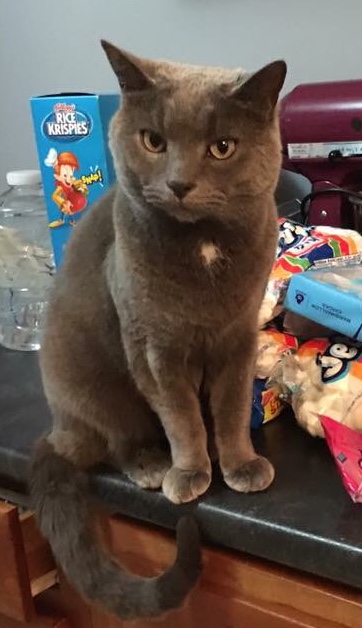 Image of Blue, Lost Cat