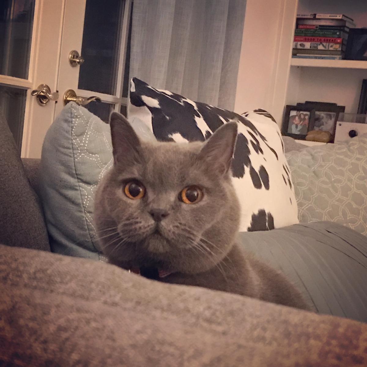 Image of Pippa, Lost Cat