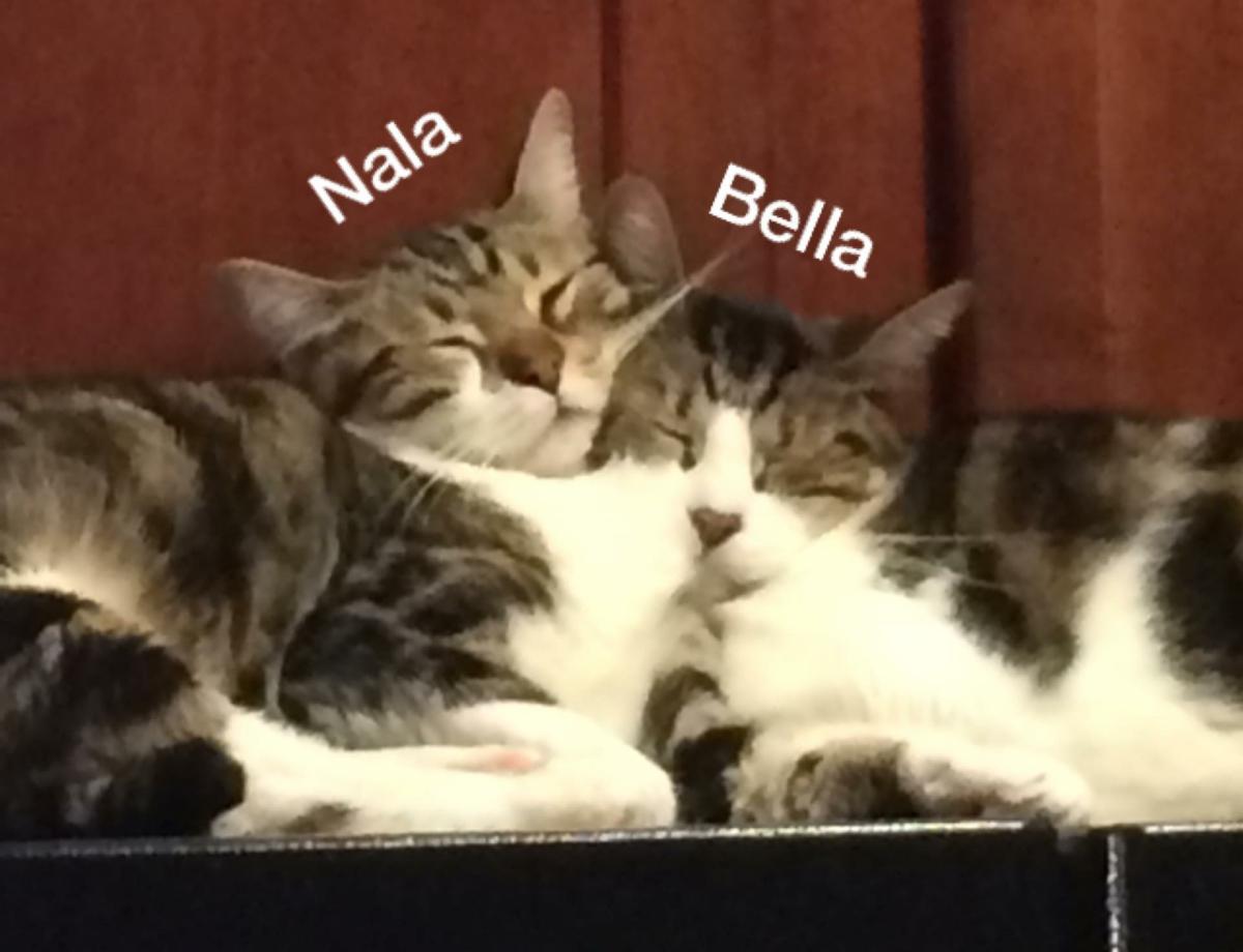 Image of Nala, Lost Cat