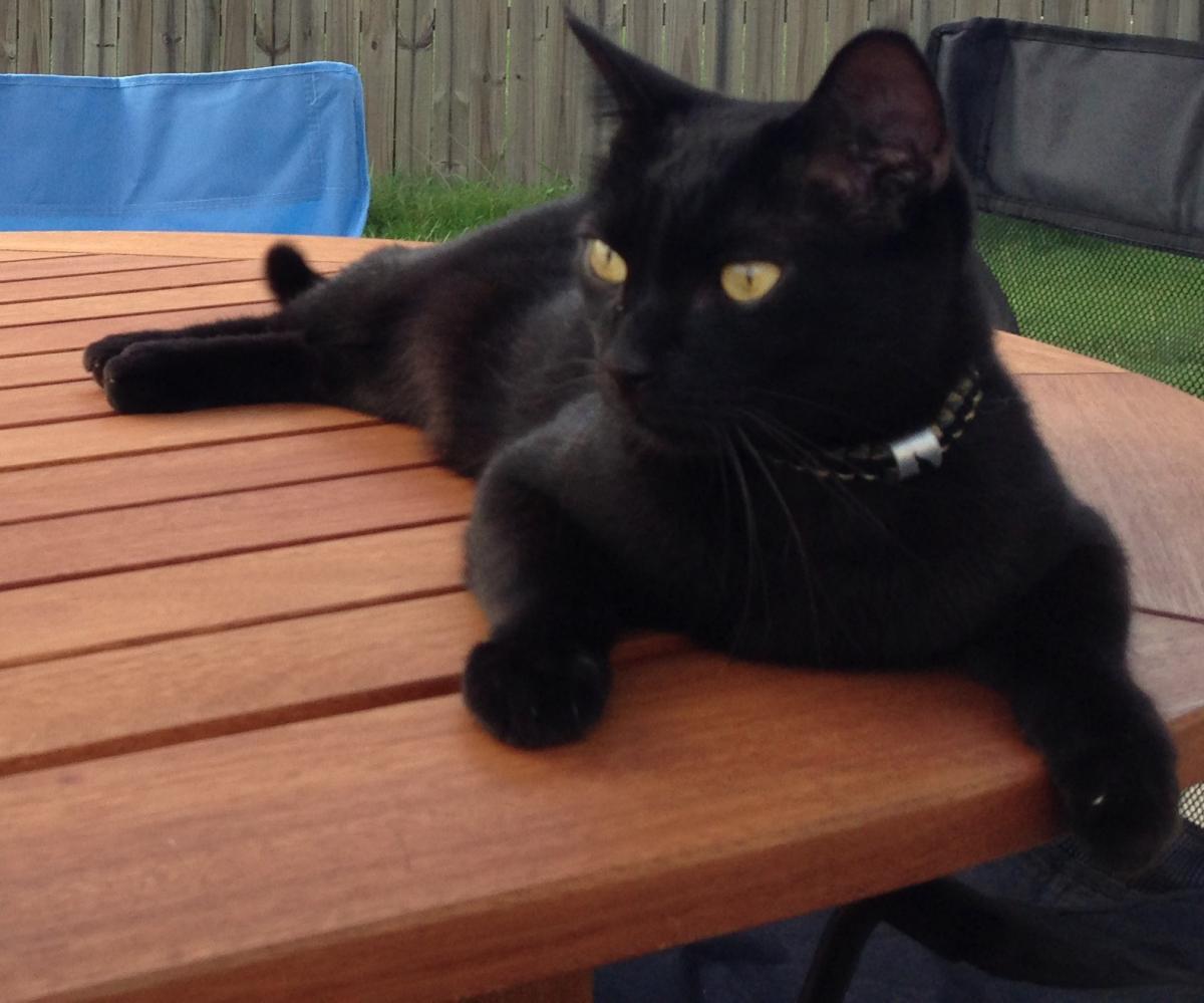 Image of Boky, Lost Cat