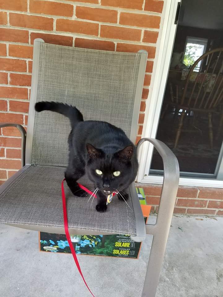 Image of Blackie, Found Cat