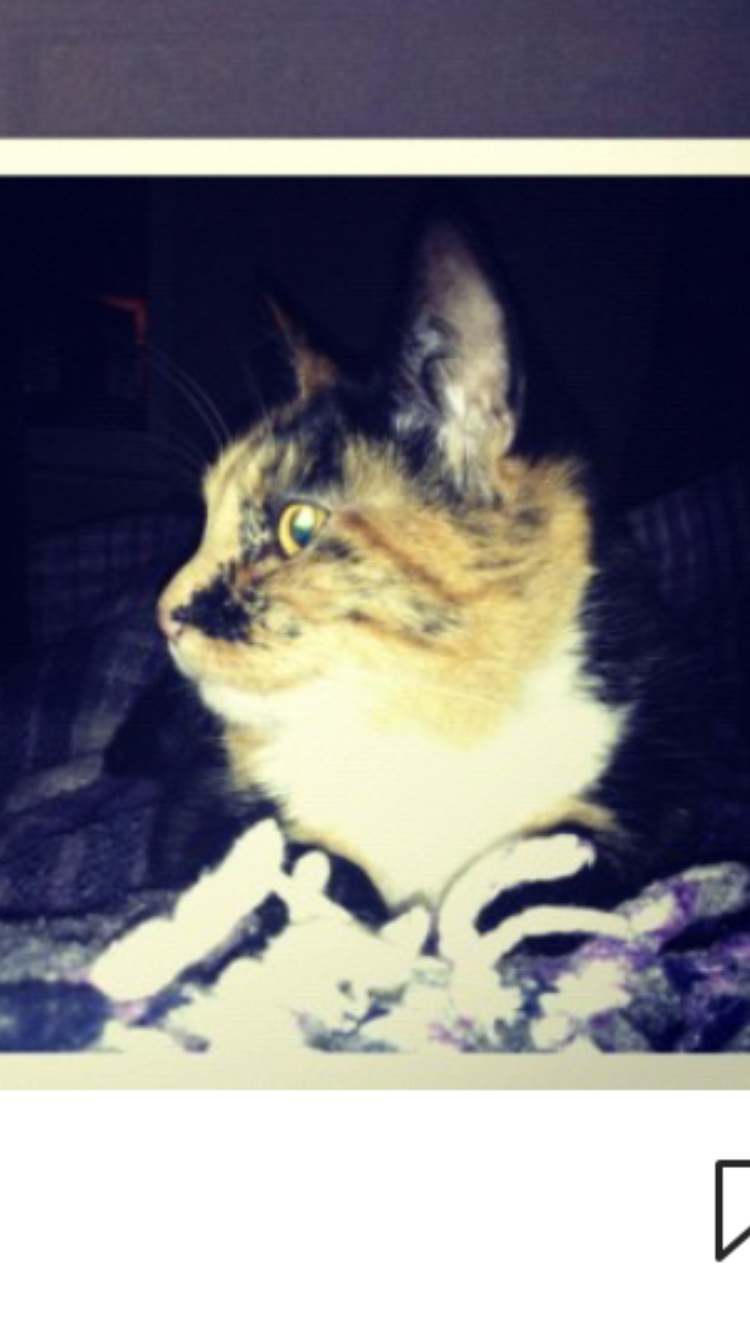 Image of Ponchita, Lost Cat