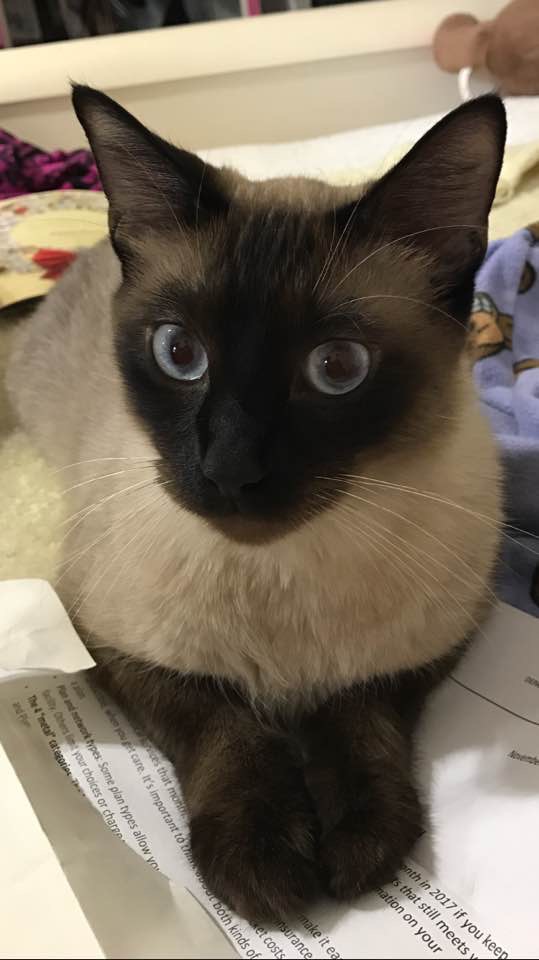 Image of Azul, Lost Cat