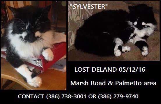 Image of Sylvester, Lost Cat