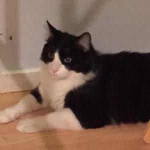 Image of Jack 062125869, Lost Cat