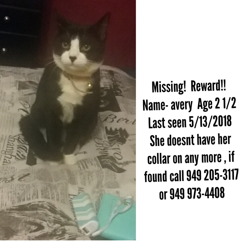 Image of Avery, Lost Cat