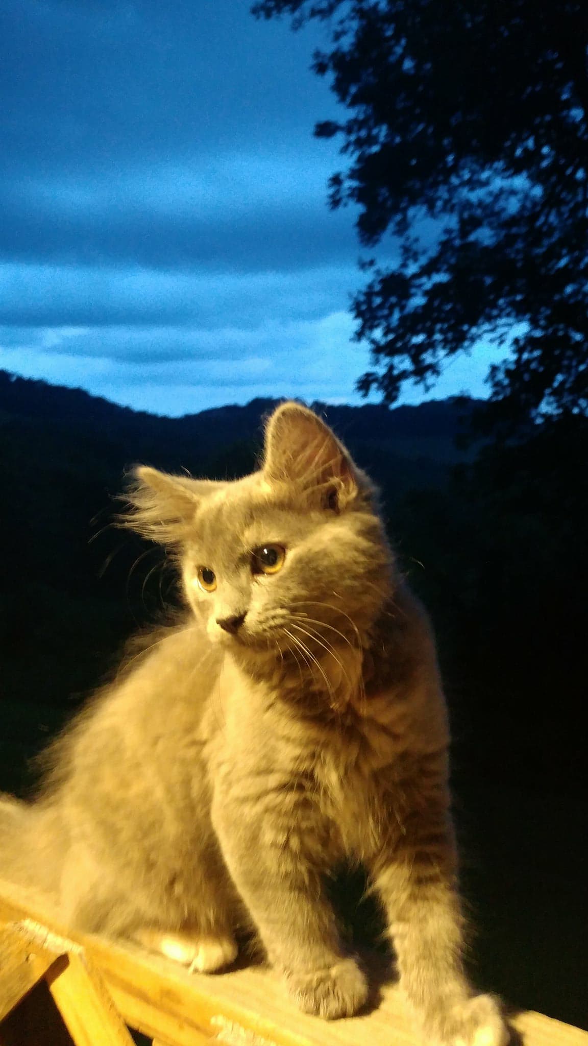 Image of Thunder, Lost Cat