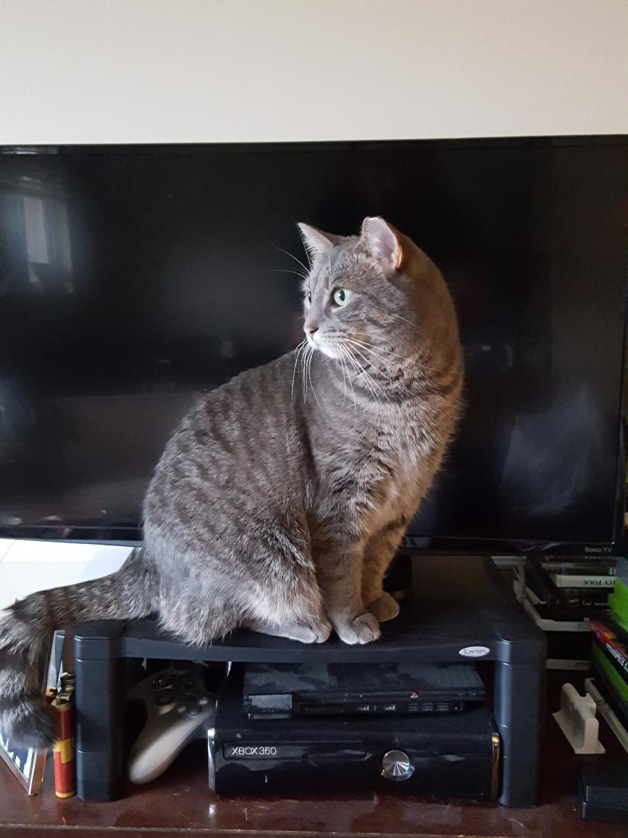 Image of Tip, Lost Cat