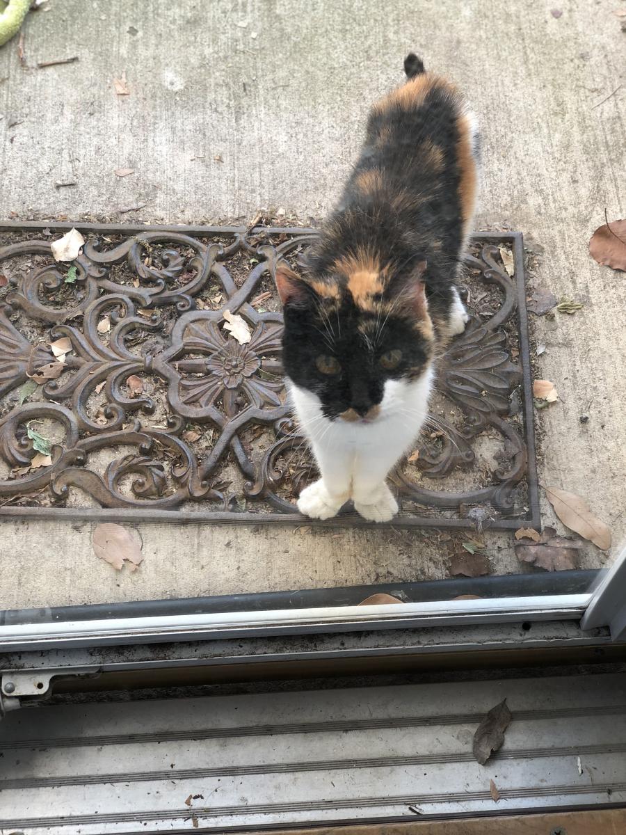 Image of Callie, Found Cat